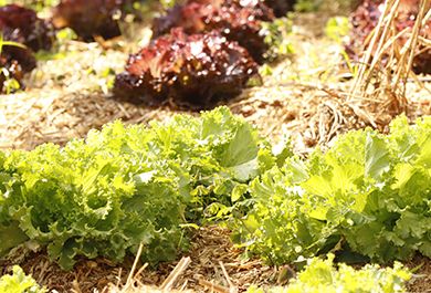 Plantação de verduras