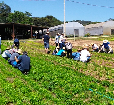 Agricultores na plantação