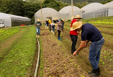 Agricultores na plantação