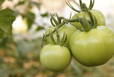 Tomates verdes